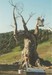 The Last legion 2005 - 2.jpg
